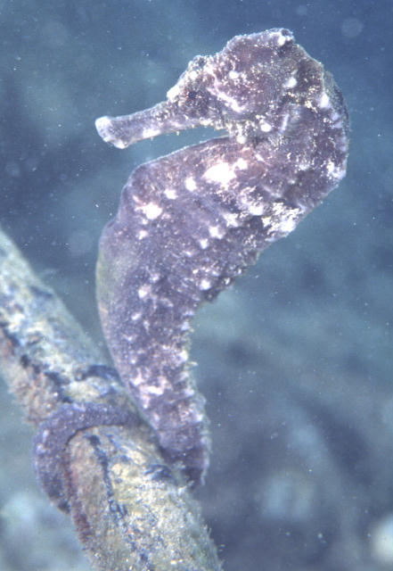 Hippocampus kuda